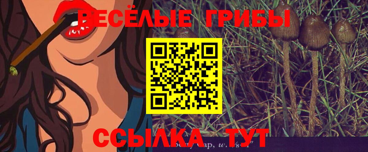 Сланцы  Псилоцибиновые грибы прущие грибы  Псилоцибиновые грибы Psilocybe  Вход с VPN 